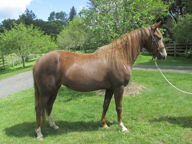 Windfield Kalua Windfield Kalua