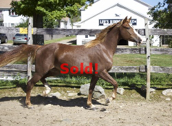 SOLD! - Windfield Isabella 2011