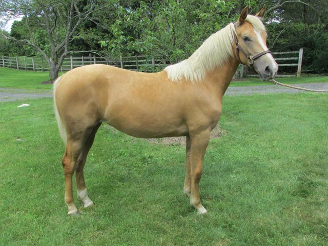 Windfield Nolana Mariah