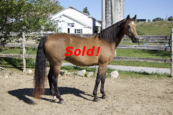 SOLD! - Windfield Camelot