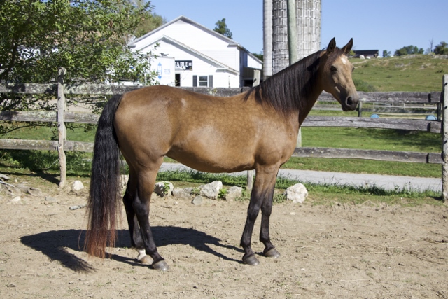 SOLD! - Windfield Camelot SOLD! - Windfield Camelot