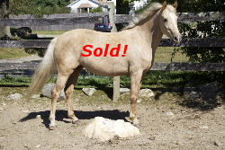 SOLD! - Windfield Honeysuckle 2010