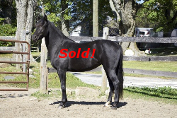 SOLD! - Windfield Isadora 2011