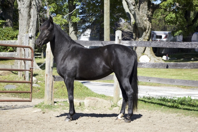 SOLD! - Windfield Isadora 2011 SOLD! - Windfield Isadora 2011