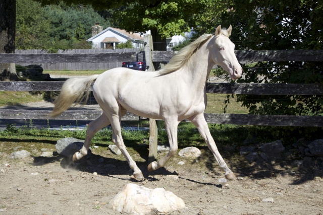 Windfield Jupiter 2012 (Gelding) Windfield Jupiter 2012 (Gelding)