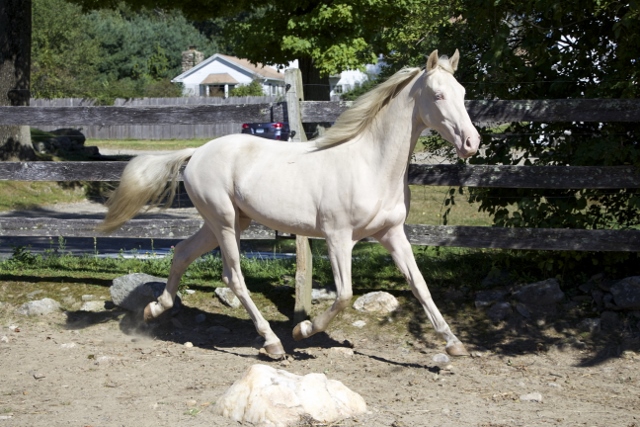 Windfield Jupiter 2012 (Gelding)