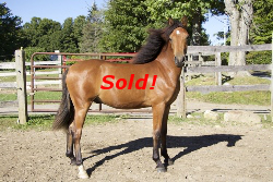 SOLD! - Windfield Katahdin 2013 (Gelding)