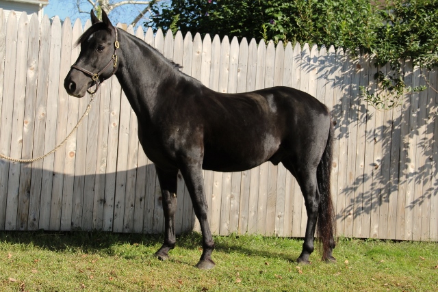 Rosewind Stargazer 2003 (Gelding) Rosewind Stargazer 2003 (Gelding)