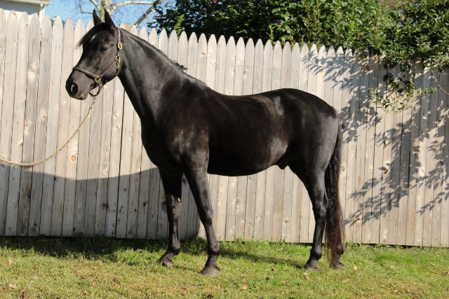 Rosewind Stargazer 2003 (Gelding)