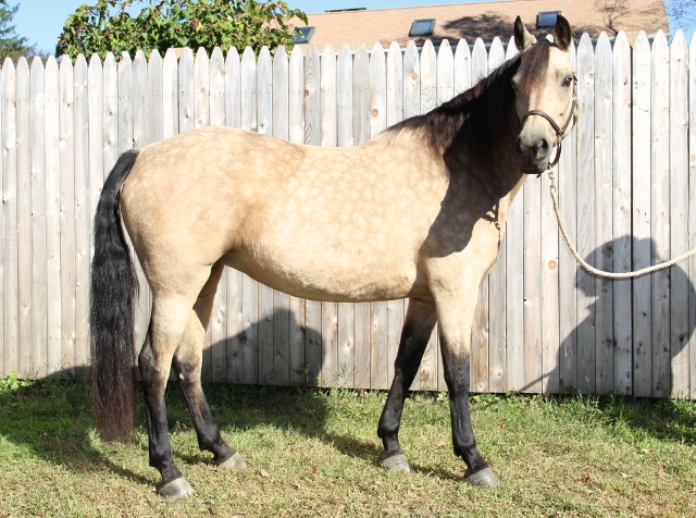 Windfield Contessa Windfield Contessa