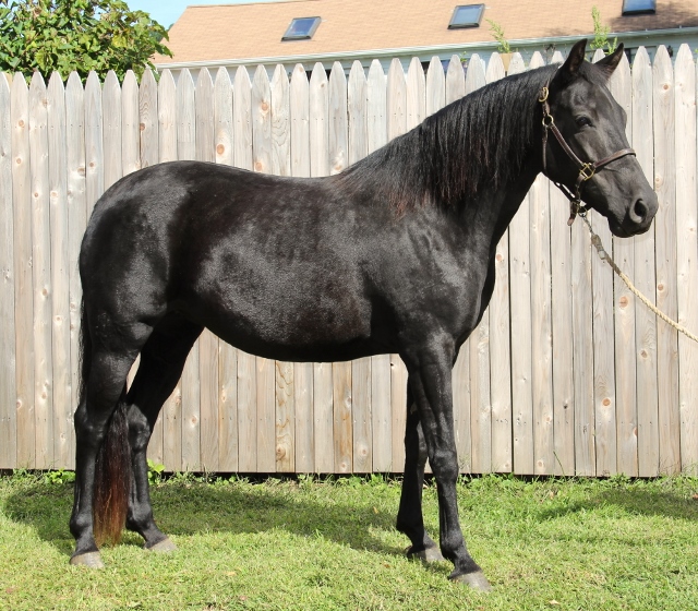 Windfield Ebony Eclipse 2007 Windfield Ebony Eclipse 2007