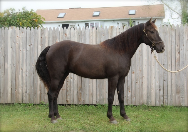 Windfield Falcon 2008 (Gelding) Windfield Falcon 2008 (Gelding)