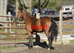 SOLD! - Windfield Galahad 2009 (Gelding)