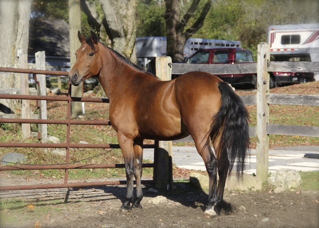 Windfield Galahad 2009 (Gelding)