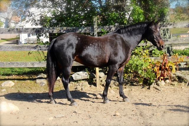Windfield Whisper Windfield Whisper